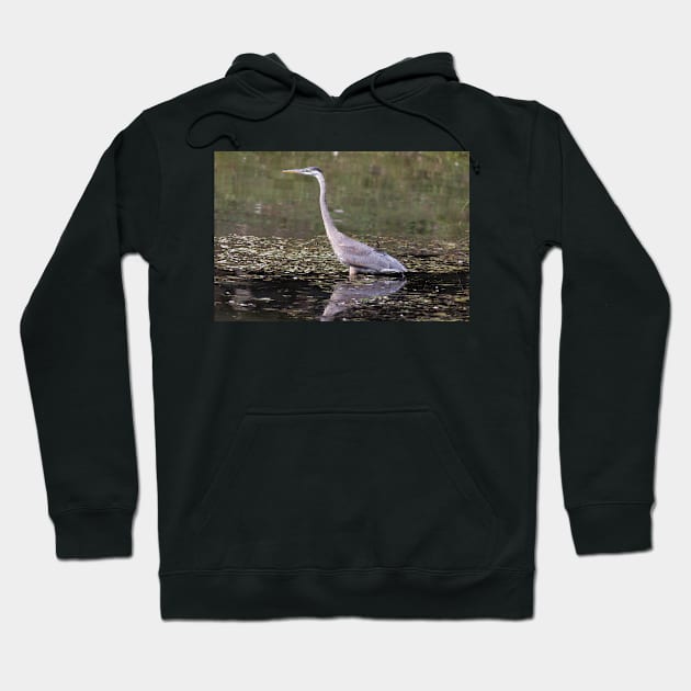 Great Blue Heron in a pond Hoodie by josefpittner